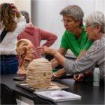 two women look at plastic models of a head in a lab